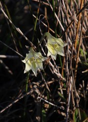 Gladiolus tristis