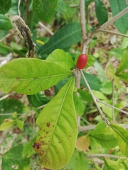 Synsepalum dulcificum