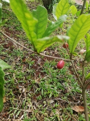 Synsepalum dulcificum
