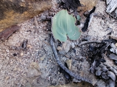 Eriospermum cordiforme