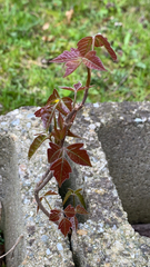Toxicodendron radicans
