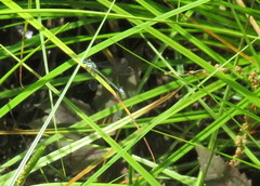 Enallagma geminatum