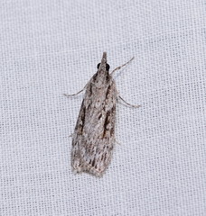 Scoparia ochrophara