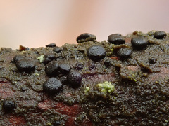 Tryblidiopsis pinastri