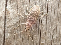 Polydrusus pilosus