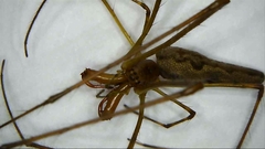 Tetragnatha versicolor