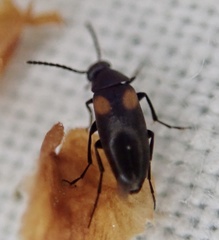 Anaspis fasciata