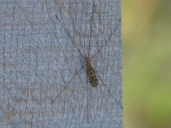 Tipula rufina
