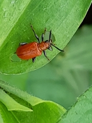 Lemini