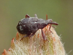 Anthonomus conspersus