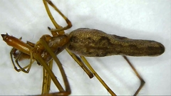 Tetragnatha versicolor