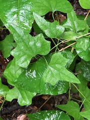 Erythrina herbacea