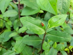 Lemini
