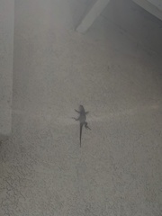Sceloporus occidentalis