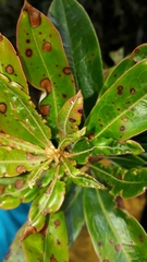 Bejaria