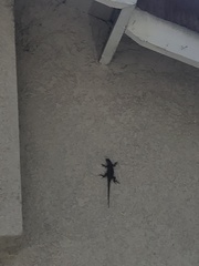 Sceloporus occidentalis