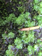 Fossombronia longiseta