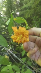 Lilium pardalinum shastense