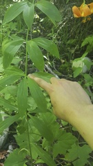 Lilium pardalinum shastense