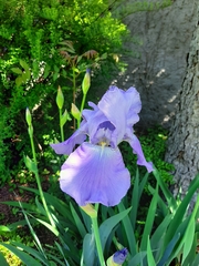 Iris pallida