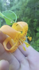 Lilium pardalinum shastense