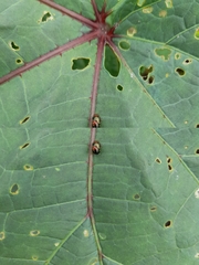 Chrysomelidae