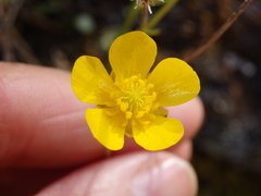 Ranunculus ollissiponensis