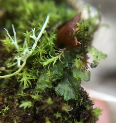 Paraphymatoceros pearsonii