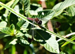 Erythrodiplax atroterminata