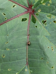 Chrysomelidae