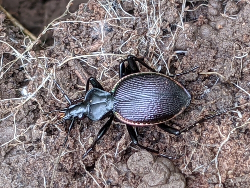 Margined Snail-eating Beetle photo 4
