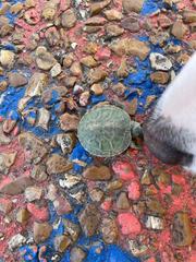 Trachemys scripta elegans