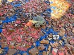 Trachemys scripta elegans