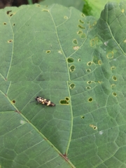 Coccinellidae