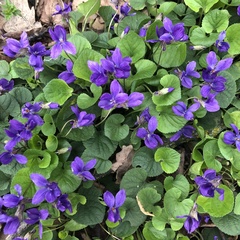Viola odorata