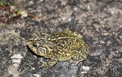 Anaxyrus terrestris image