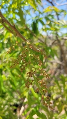 Pistacia chinensis