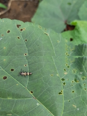 Coccinellidae