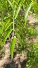 Pistacia chinensis