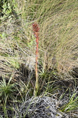 Puya eryngioides