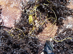 Chordariopsis capensis