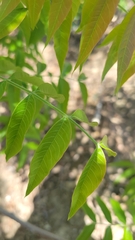 Pistacia chinensis