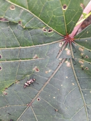 Coccinellidae