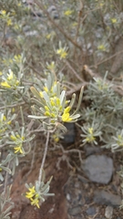 Cneorum pulverulentum