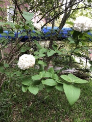 Viburnum carlcephalum