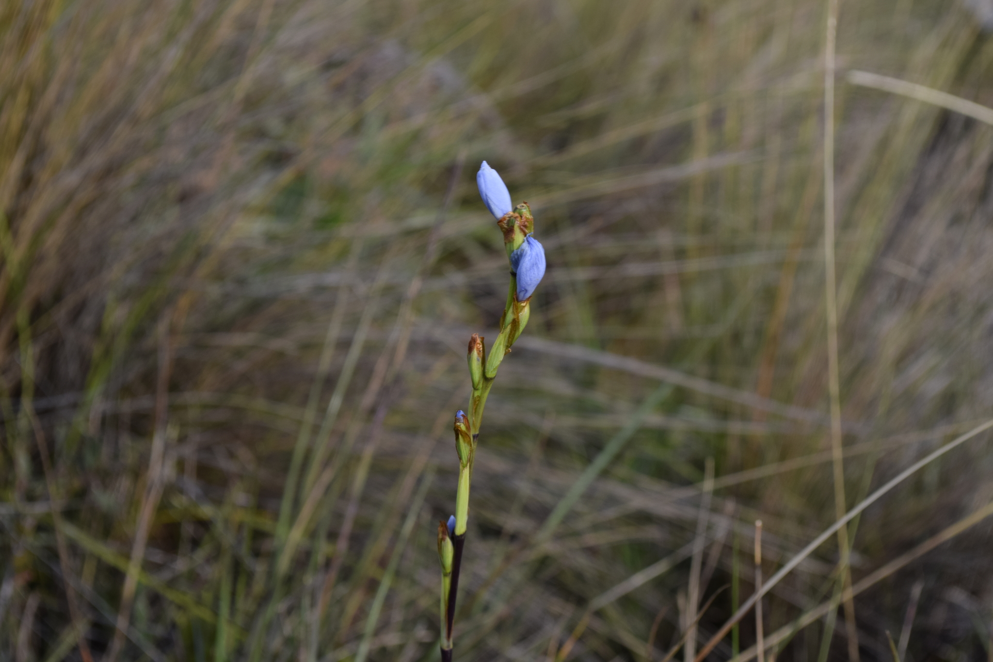 Iridaceae image