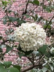 Viburnum carlcephalum