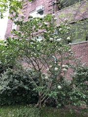 Viburnum carlcephalum