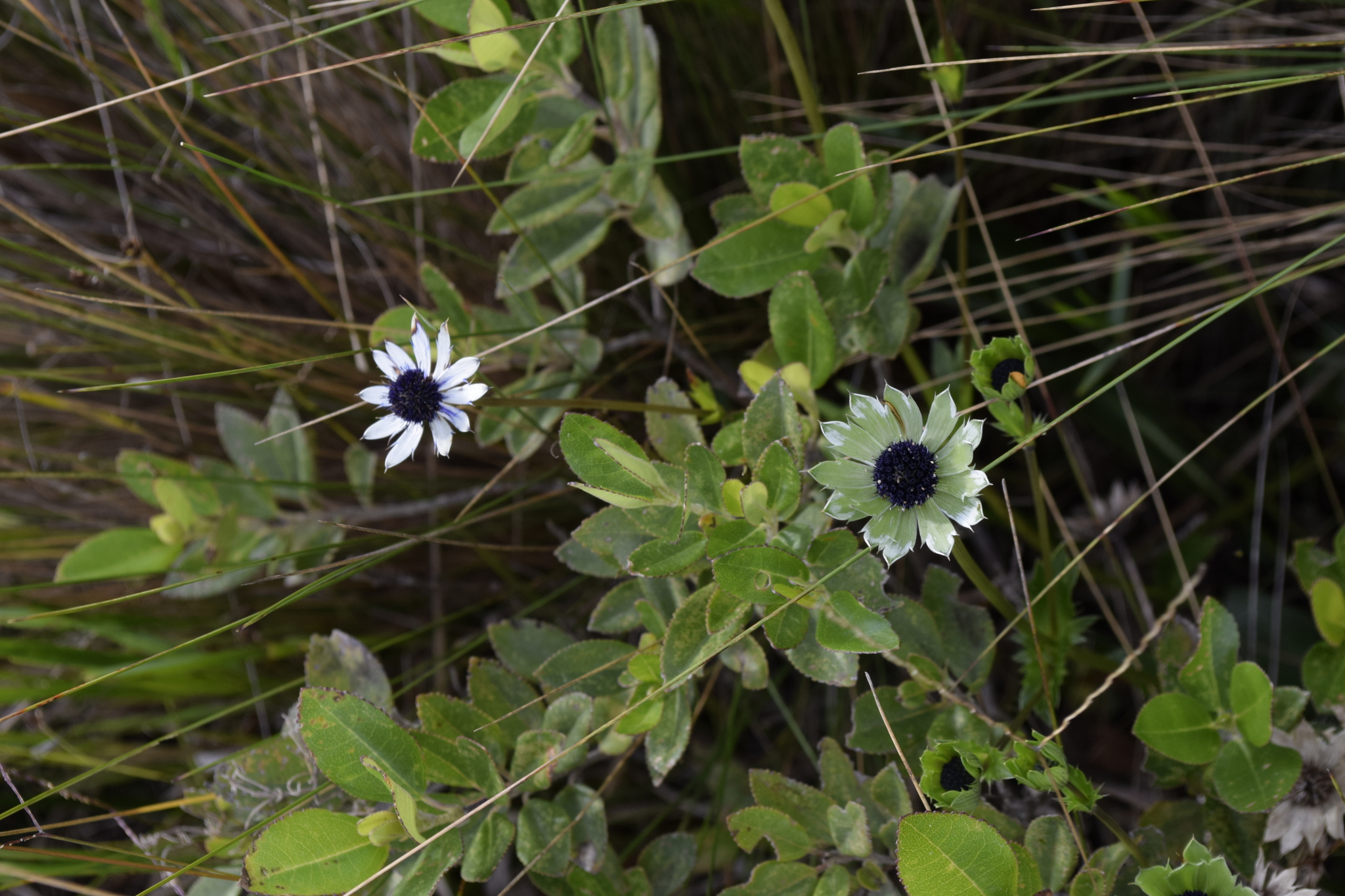 Eryngium humile image