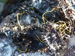 Chordariopsis capensis